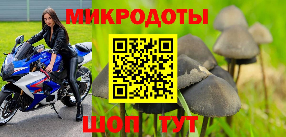 Галлюциногенные грибы Psilocybe Северобайкальск